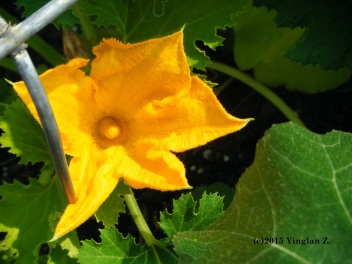 Incredibly large cucumber flower