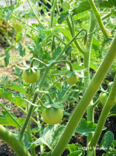 Maturing Tomatoes