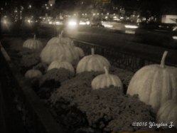 Chicago Pumpkins