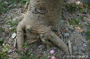 tree-trunk-1